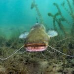 Are Catfish Bottom Feeders? Surprising Facts You Need to Know