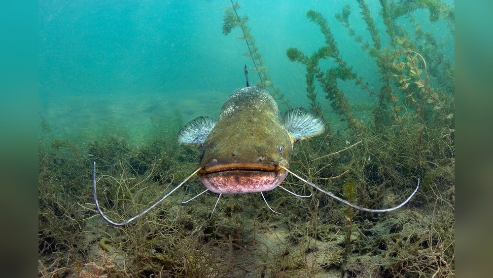 Are Catfish Bottom Feeders? Surprising Facts You Need to Know