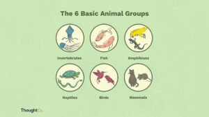 Are Fish Reptiles: Unraveling the Science Behind Aquatic Life