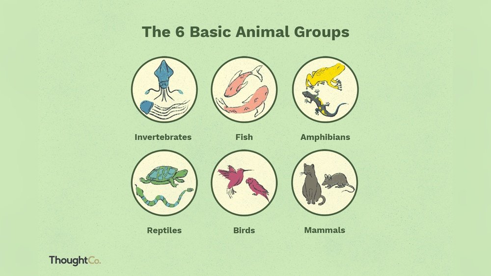 Are Fish Reptiles: Unraveling the Science Behind Aquatic Life