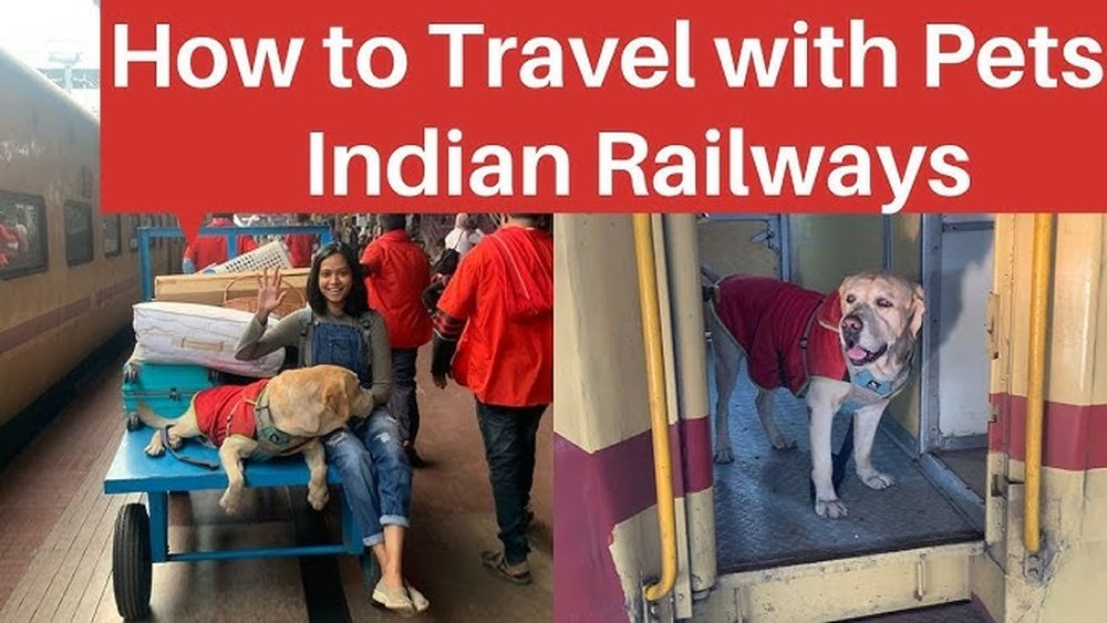 Are Pets Allowed in Trains? Everything You Need to Know