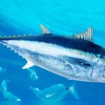 Are Tuna Fish Carnivores? Surprising Facts You Need to Know