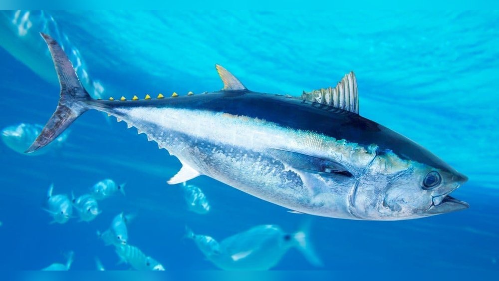 Are Tuna Fish Carnivores? Surprising Facts You Need to Know