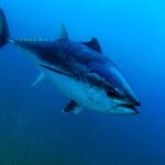 Are Tuna Fish Going Extinct: Alarming Facts and Future Outlook