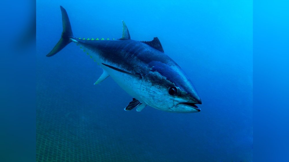 Are Tuna Fish Going Extinct: Alarming Facts and Future Outlook