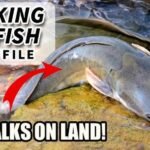 Can a Catfish Walk on Land? Surprising Facts Revealed