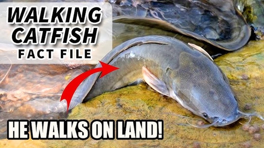 Can a Catfish Walk on Land? Surprising Facts Revealed