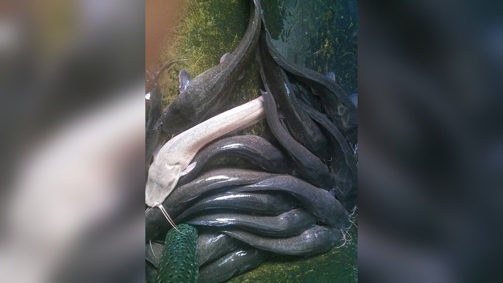 Can Catfish Change Color? Surprising Facts You Need to Know