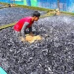 Can Catfish Eat Garri? Surprising Facts for Fish Farmers