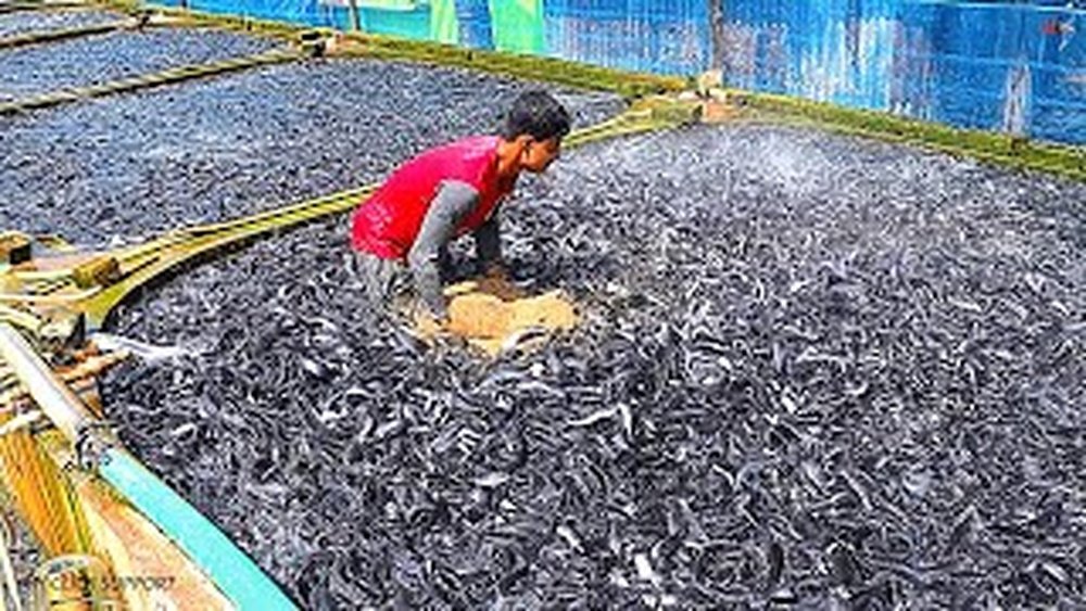 Can Catfish Eat Garri? Surprising Facts for Fish Farmers