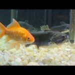 Can Catfish Eat Goldfish Food? Expert Guide & Tips