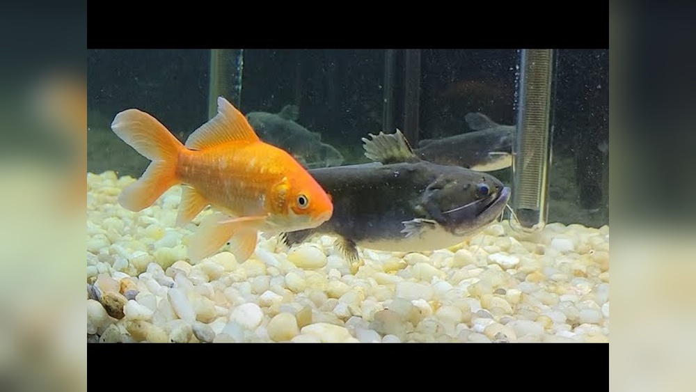 Can Catfish Eat Goldfish Food? Expert Guide & Tips