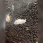 Can Catfish Grow Their Whiskers Back? Surprising Facts Revealed
