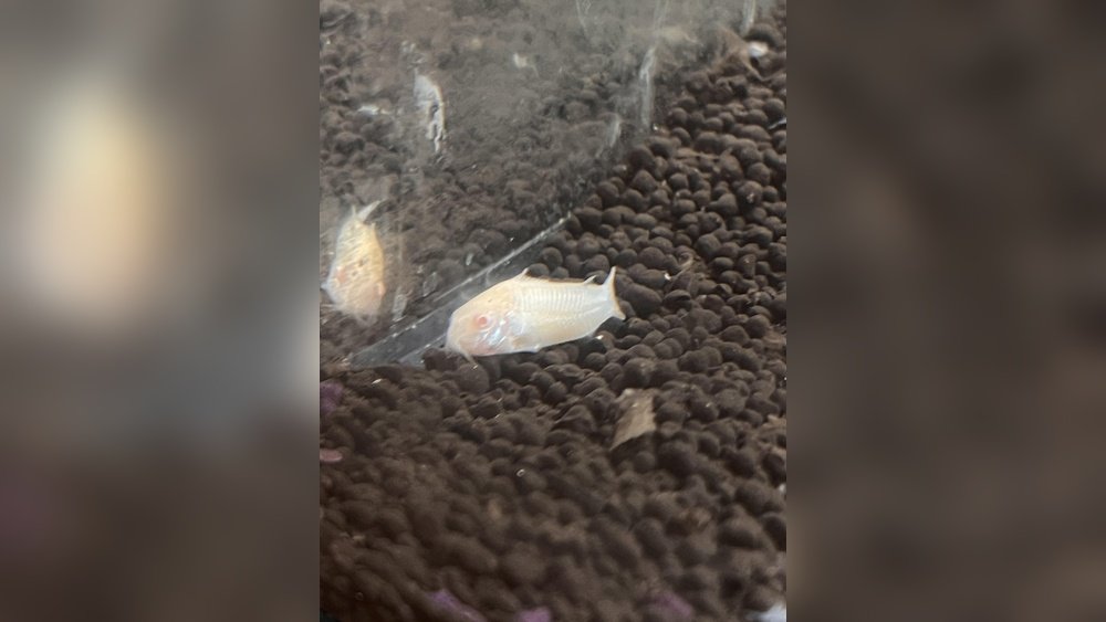 Can Catfish Grow Their Whiskers Back? Surprising Facts Revealed