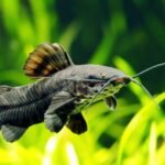 Can Catfish Live With Goldfish: Compatibility and Tips