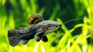 Can Catfish Live With Goldfish: Compatibility and Tips