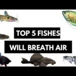 Can Catfish Live Without Air Pump? Essential Facts Explained