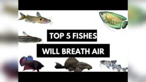 Can Catfish Live Without Air Pump? Essential Facts Explained