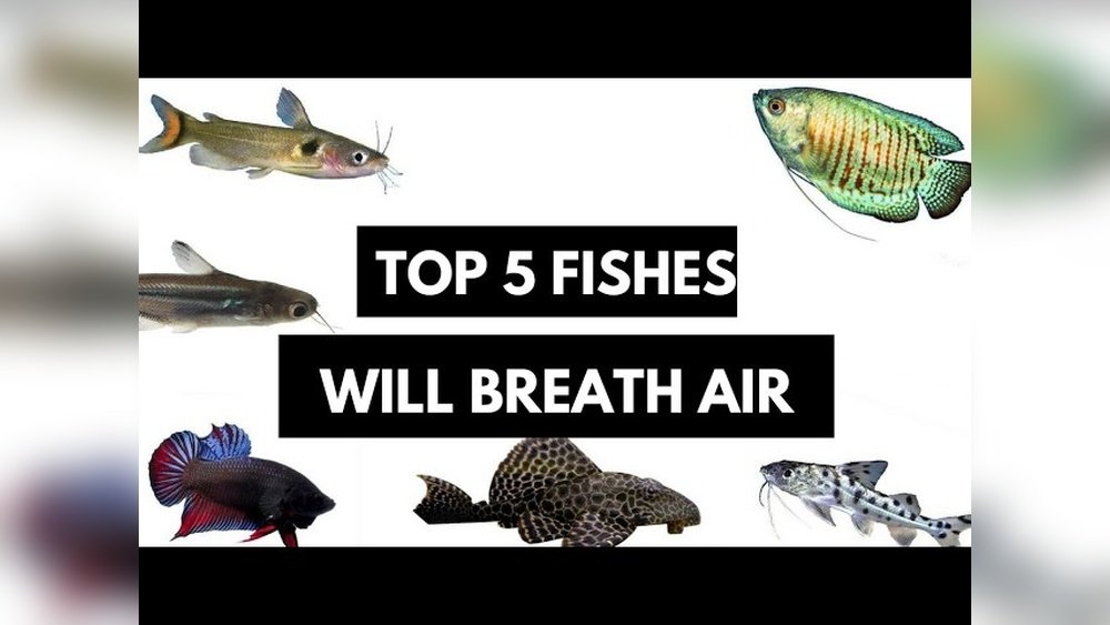 Can Catfish Live Without Air Pump? Essential Facts Explained