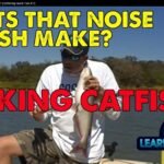 Can Catfish Make Noise? Surprising Facts You Need to Know