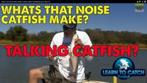 Can Catfish Make Noise? Surprising Facts You Need to Know