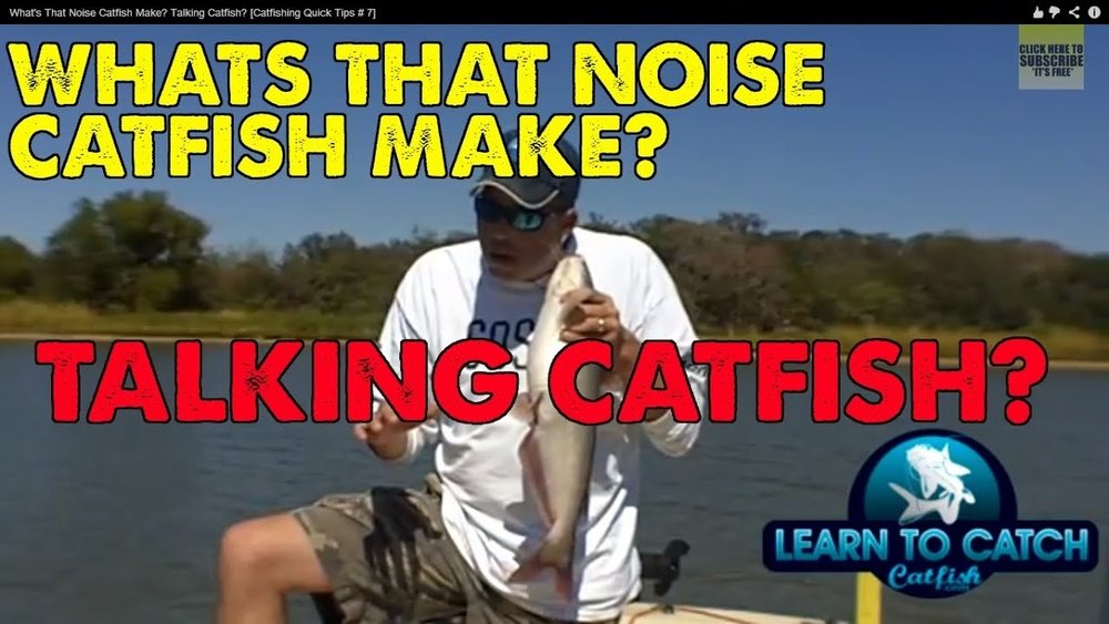 Can Catfish Make Noise? Surprising Facts You Need to Know