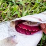 Can Fish Drown? Surprising Facts Every Aquarist Should Know