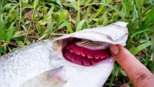 Can Fish Drown? Surprising Facts Every Aquarist Should Know