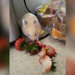 Can Hamsters Eat Strawberries: Safe Treats and Tips