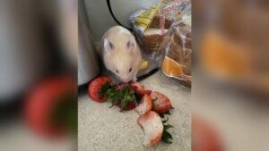 Can Hamsters Eat Strawberries: Safe Treats and Tips