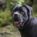 Cane Corso Price in India: Latest Costs and Buying Guide