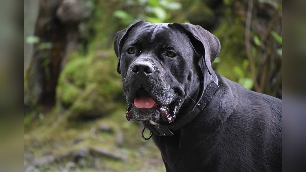 Cane Corso Price in India: Latest Costs and Buying Guide
