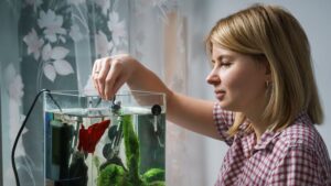 Do Betta Fish Need a Filter? Essential Care Tips Revealed