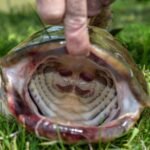 Do Catfish Have Teeth? Surprising Facts Every Angler Should Know