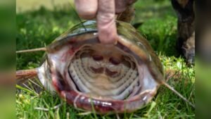 Do Catfish Have Teeth? Surprising Facts Every Angler Should Know