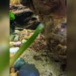 Do Cory Catfish Produce a Lot of Waste? Essential Facts Explained