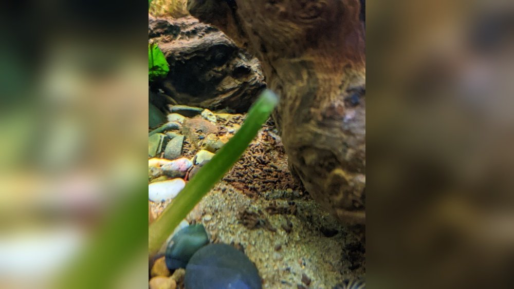 Do Cory Catfish Produce a Lot of Waste? Essential Facts Explained