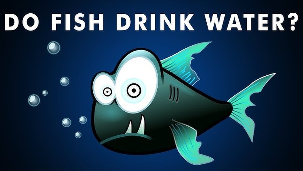 Do Fishes Drink Air? Surprising Facts You Need to Know