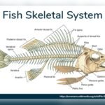 Does Rohu Fish Have Bones? Everything You Need to Know