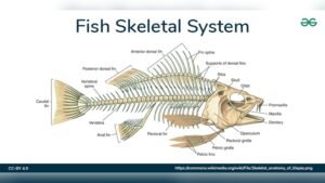 Does Rohu Fish Have Bones? Everything You Need to Know