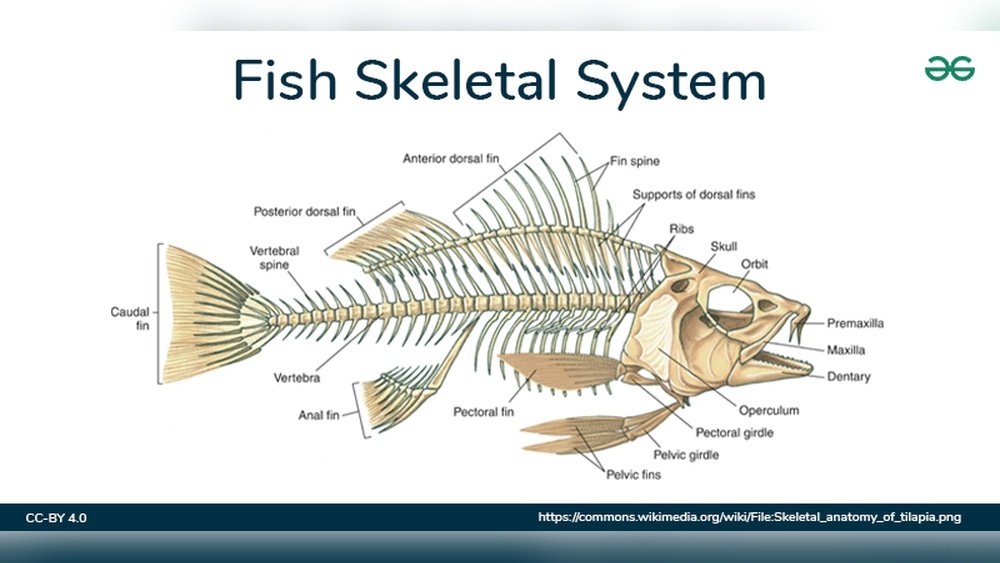 Does Rohu Fish Have Bones? Everything You Need to Know