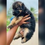 German Shepherd Price in India: Latest Costs