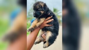 German Shepherd Price in India: Latest Costs