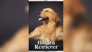 Golden Retriever Price in India: Latest Costs and Buying Guide