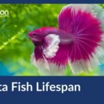 How Long Do Betta Fish Live: Lifespan Secrets Revealed