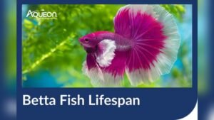 How Long Do Betta Fish Live: Lifespan Secrets Revealed