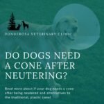 How Long Dog Wear Cone After Neuter: Essential Recovery Tips