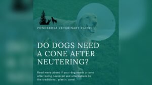 How Long Dog Wear Cone After Neuter: Essential Recovery Tips