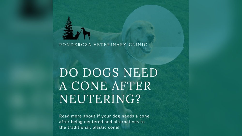 How Long Dog Wear Cone After Neuter: Essential Recovery Tips
