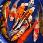 How Much are Koi Fish? Price Guide for Every Budget